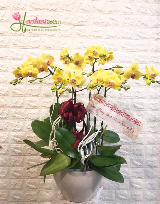 Golden Phalaenopsis orchid – The gift to start a meeting